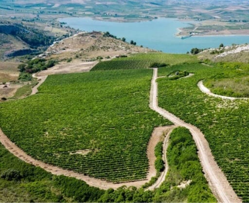 Ulmo Winery